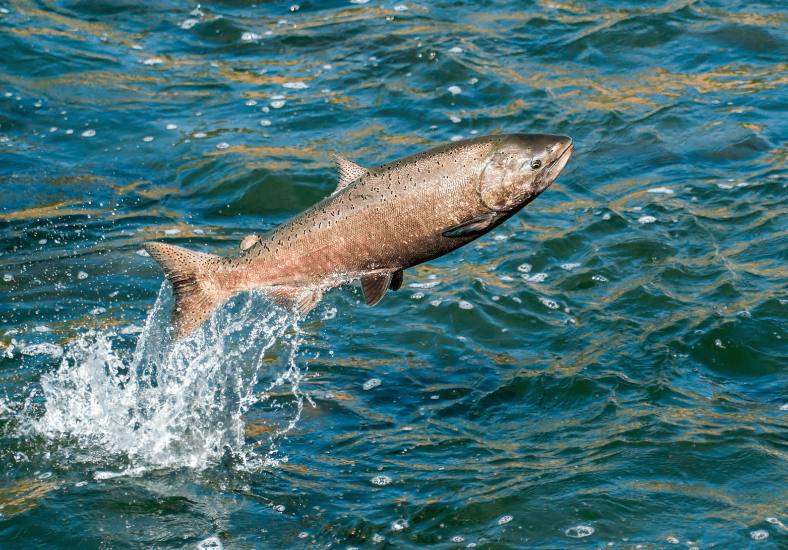 Atlantic Salmon