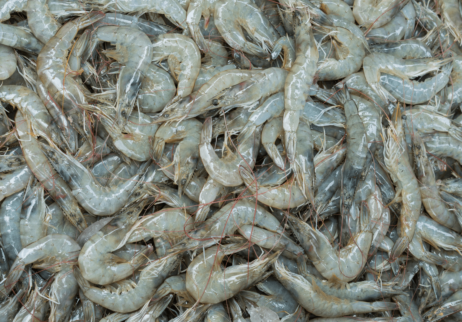 Gulf Shrimp