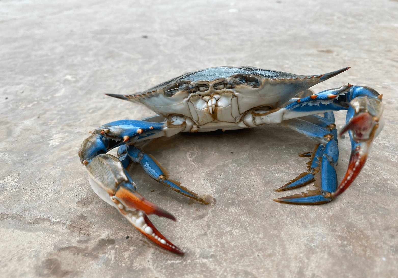 Blue Crab